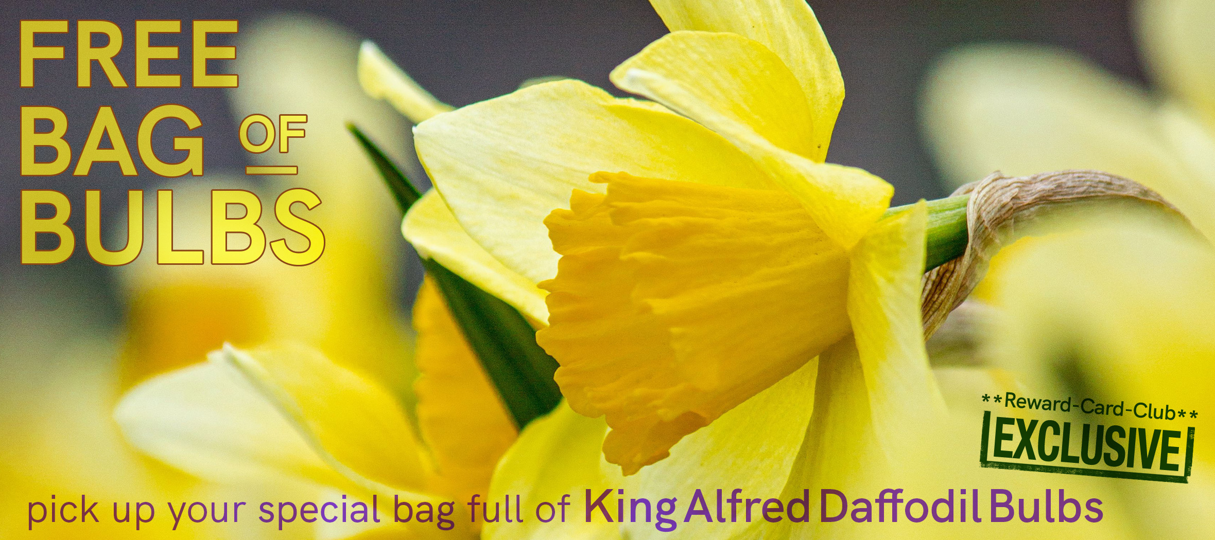 A'26-07-FREE DAFFS-v3*